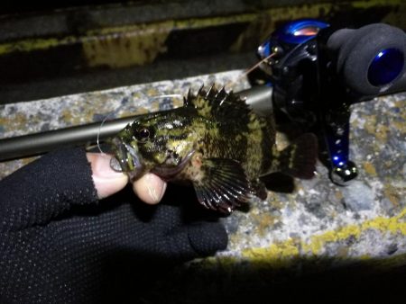 南港フェリーでヘチ釣り（久々の大ガシラ？タケノコ？）