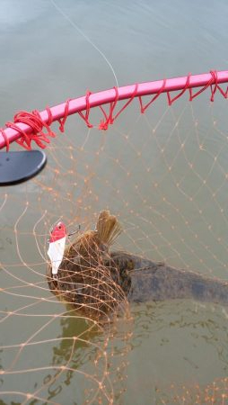 ウェーディング