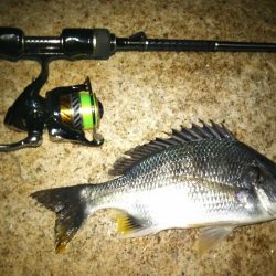 チニング&シーバス