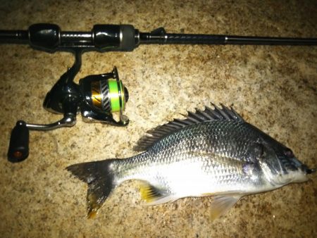 チニング&シーバス