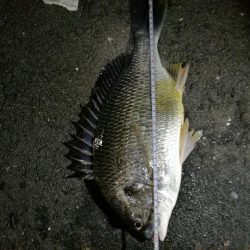久々のカモメ大橋ヘチ釣り釣行(43cmキビレ他釣果有り!)