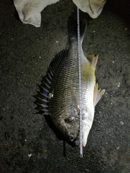 久々のカモメ大橋ヘチ釣り釣行(43cmキビレ他釣果有り!)