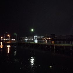 南港フェリーターミナルのヘチ釣り（小キビレ他釣果）