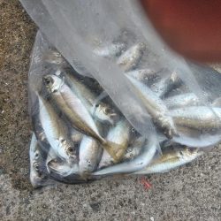 アジ釣れ出す・・グレも・・