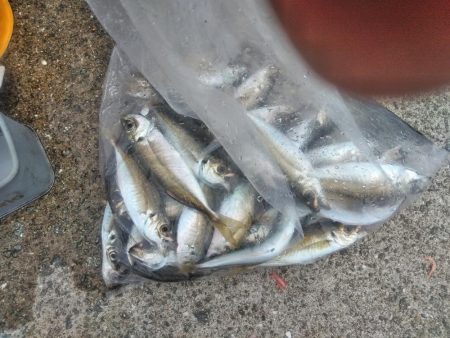 アジ釣れ出す・・グレも・・