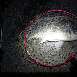 南港カモメ大橋のヘチ釣り(45cmキビレ他釣果アリ!)