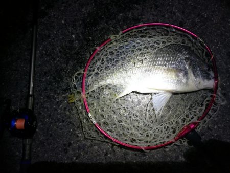 南港カモメ大橋のヘチ釣り(45cmキビレ他釣果アリ!)