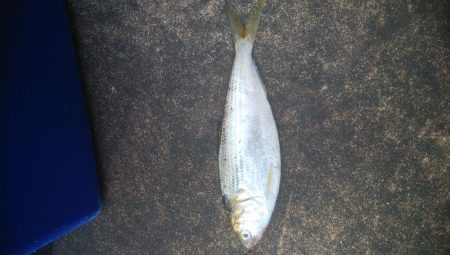 初めてコノシロ釣れました