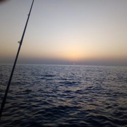 めばる調査のはずが、、