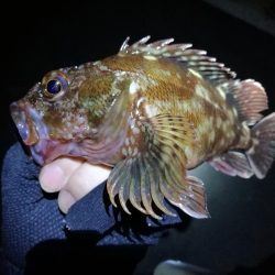 南港カモメ大橋釣行(頭42.5cmキビレチヌ他釣果有り