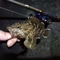 南港フェリーヘチ釣行（小キビレチヌ（29.5ｃｍ）ガシラ7匹釣果）