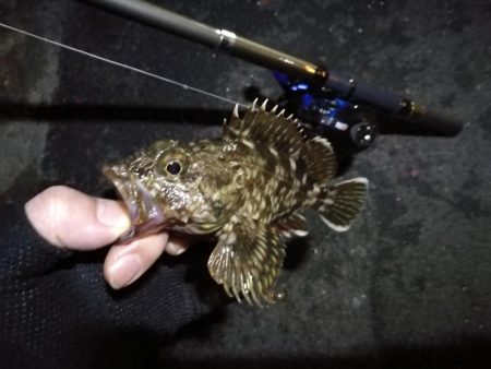 南港フェリーヘチ釣行（小キビレチヌ（29.…