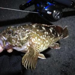 南港フェリーヘチ釣行(良型キビレチヌ(40cm,39cm)ガシラ2匹釣果)