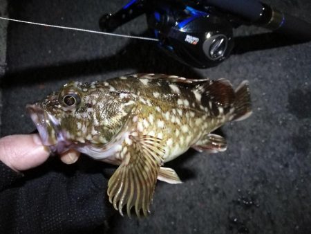 南港フェリーヘチ釣行(良型キビレチヌ(40cm,39cm)ガシラ2匹釣果)