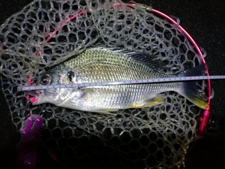 南港フェリーヘチ釣行（キビレ（36cm）ガ…