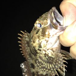 癒やしのガッシー2nd