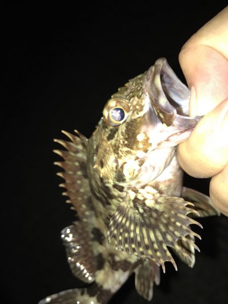 癒やしのガッシー2nd