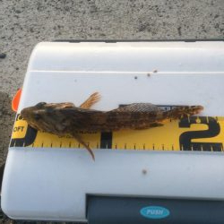 マイクロワインド