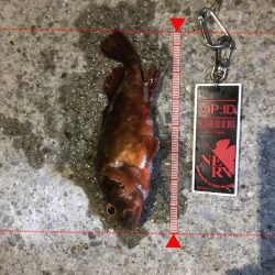 家族サービス後の夜釣り