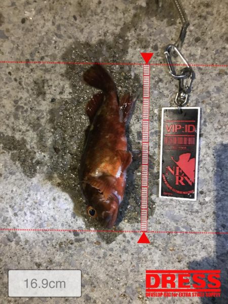 家族サービス後の夜釣り