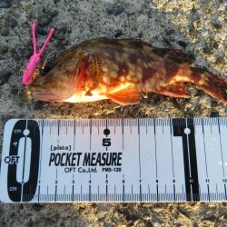 狙いのメバルはもう一つ