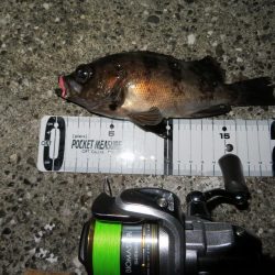 シーバス＆メバル