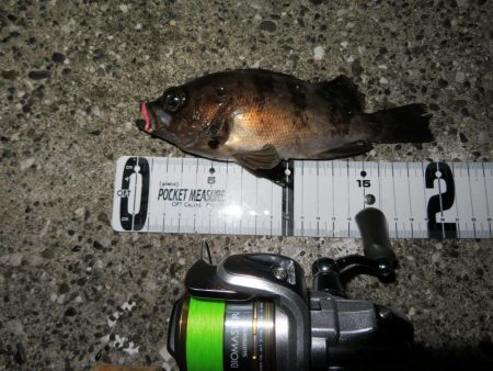 シーバス＆メバル