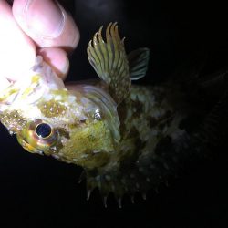 南風爆風メバリング!