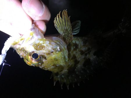 南風爆風メバリング!