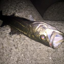 淀川シーバス調査