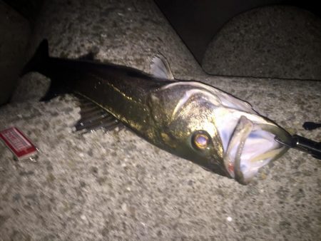 淀川シーバス調査