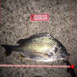 シーバス調査②