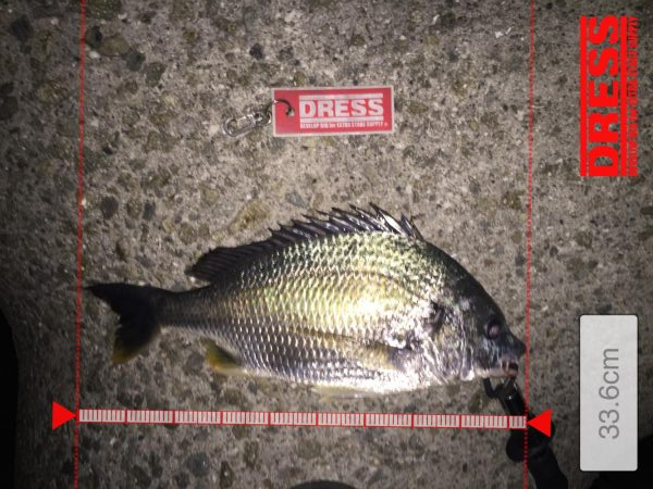 シーバス調査②