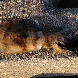 人、人・ボラ、ボラ　泉南2018開幕かな