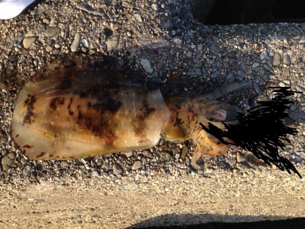 人、人・ボラ、ボラ　泉南2018開幕かな