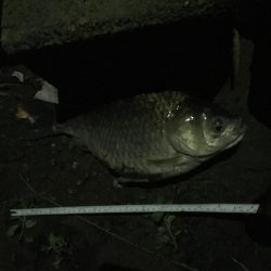 昼間は等々力緑地の管理釣り場で夜は多摩川のガス橋下で☆