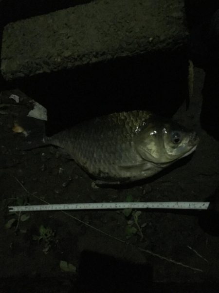 昼間は等々力緑地の管理釣り場で夜は多摩川のガス橋下で☆