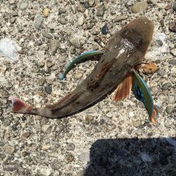 キスがちらほら釣れ始めました！