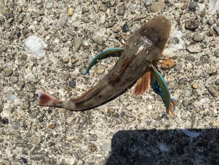 キスがちらほら釣れ始めました！