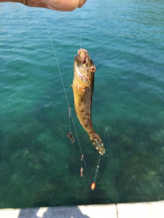 昼寝日和の波止場ビール♫