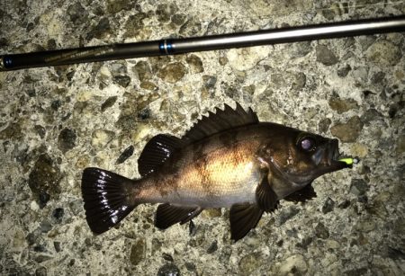 メバル・サッパ