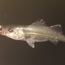 バチじゃない！