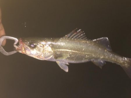 バチじゃない！