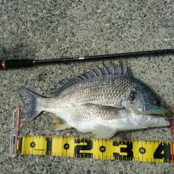 底でガシラ、際でキビレ