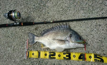 底でガシラ、際でキビレ