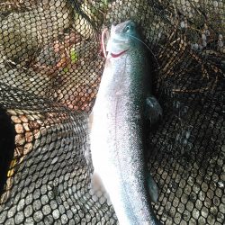 本栖湖　トラウト釣り