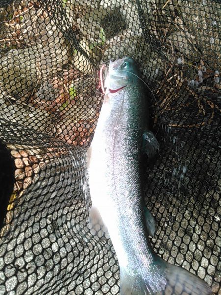 本栖湖　トラウト釣り