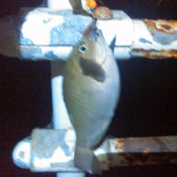 弁天島　エサ釣り