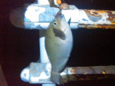 弁天島　エサ釣り