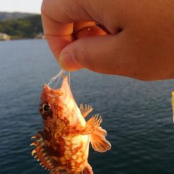 タチウオは失敗